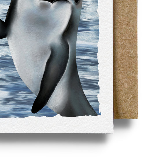Dolphin Swim Card