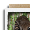 Hiding Baby Raccoon Card