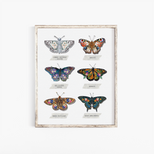  Butterfly Species Print
